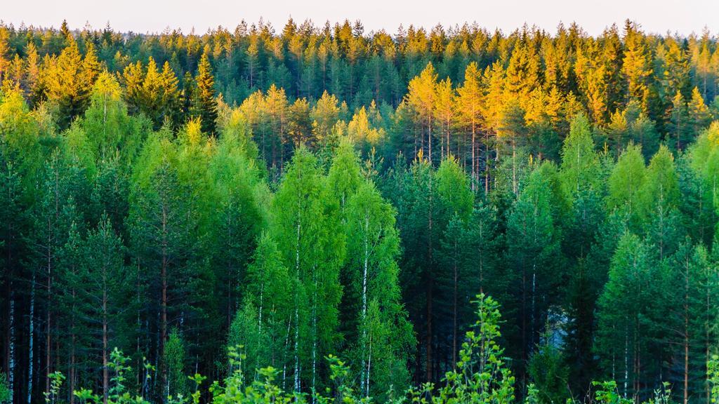 Rajan Loma Cottages Joensuu Bagian luar foto