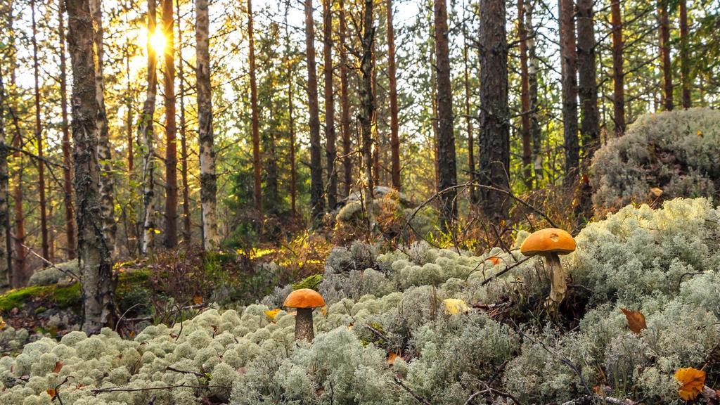 Rajan Loma Cottages Joensuu Bagian luar foto
